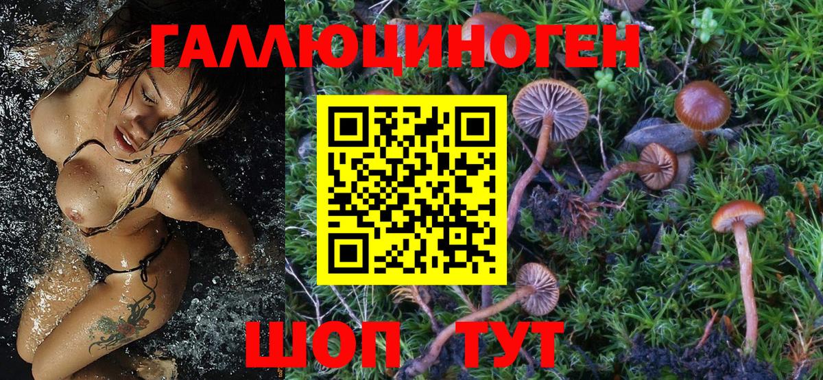 Псилоцибиновые грибы Cubensis  Артём 